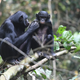 A mother bonobo grooming a young male